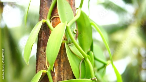 Close up of vanilla plant tree photo