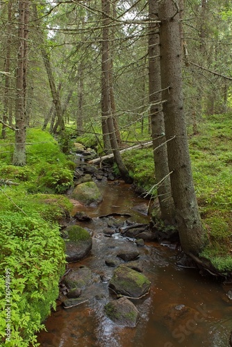 Stream flowing through tall trees in summer forest, Katikankanjoni, Kauhajoki, Finland. photo