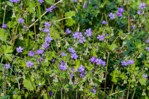 Pyrenäen-Storchschnabel (Geranium pyrenaicum) 