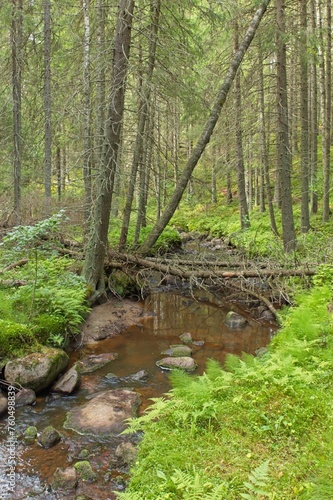 Stream flowing through tall trees in summer forest  Katikankanjoni  Kauhajoki  Finland.