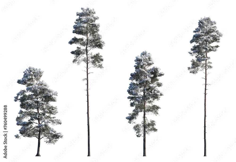 Set of winter Pinus sylvestris Scotch pine big and picea pungens colorado spruce with snow evergreen pinaceae needled tree isolated frontal png on a transparent background perfectly cutout 