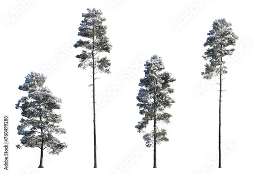 Εκτύπωση καμβά Winter Pinus sylvestris Scotch pine big and picea pungens colorado spruce with s
