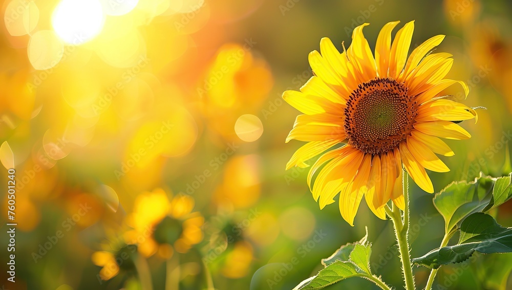 Obraz premium Bright Sunflowers in Vibrant Field Under Summer's Warm Glow
