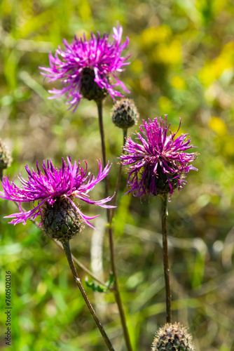 Cornflower Centaurea scabiosa blooms among wild grasses in summer