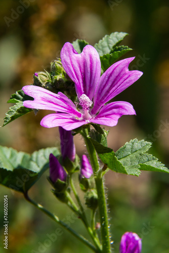 Flower of garden tree-mallow with droplets of dew on the petals Lavatera thuringiaca