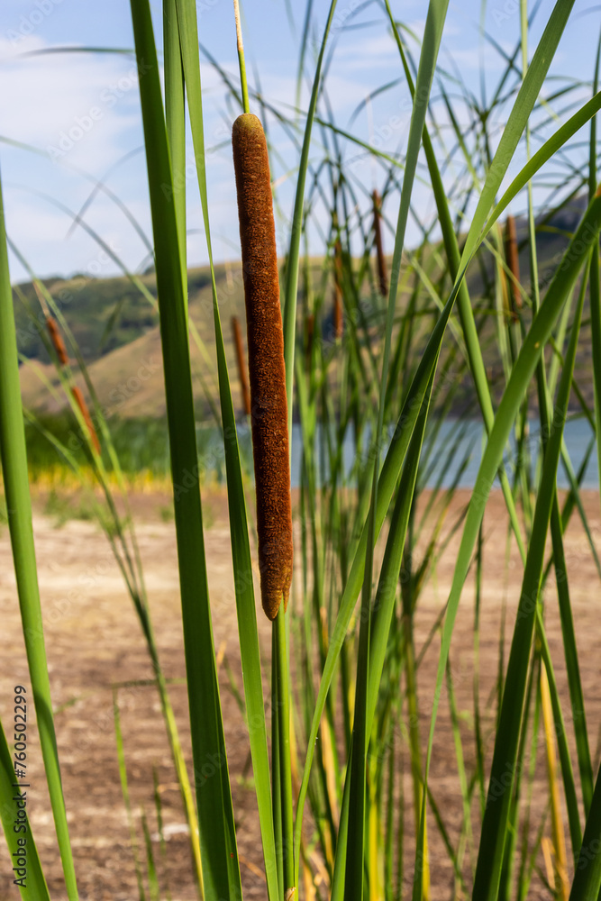 Fototapeta premium Reed mace plant also known as cat - tail, bulrush, swamp sausage, punks, typha angustifolia