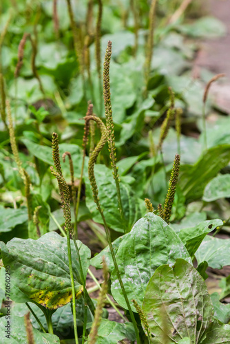 Plantago major Plantago, Plantain, fleaworts There are 3-5 parallel veins that diverge in wider leaf. The inflorescences on long stalks with short spikes numerous tiny wind-pollinated flowers photo