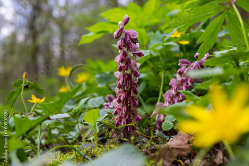 Lathraea squamaria plant is a parasite in the woods of Europe. Pink flowers of blooming common toothwort in the forest, parasitic plant growing on tree roots photo