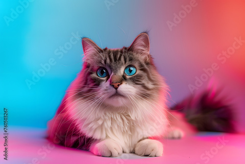 Cat portrait on colourful studio backdrop, generative ai image