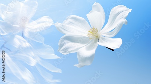 White magnolia petals in flight with dual light exposure, ideal for greeting card design