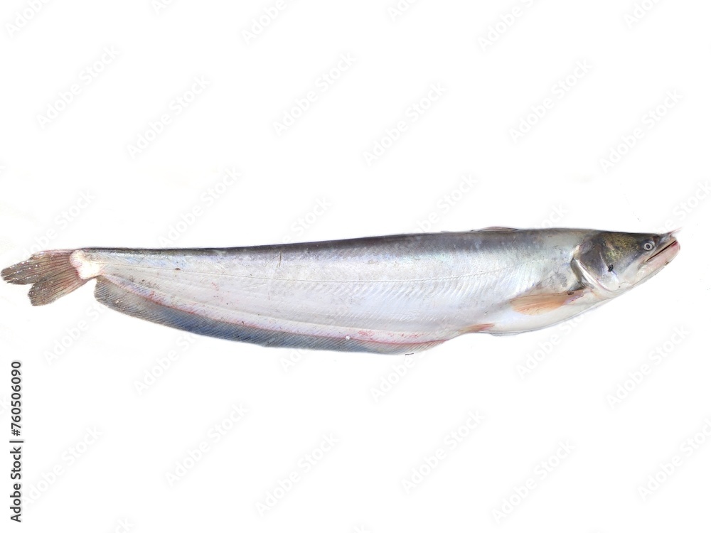 Φωτογραφία Wallago attu is a freshwater catfish of the family Siluridae, native to South and Southeast Asia