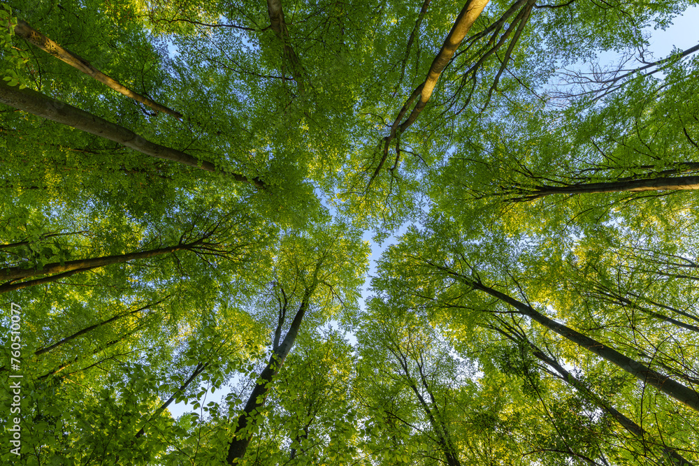Fototapeta premium Green pompous forest see from below with sunlight during springtime.