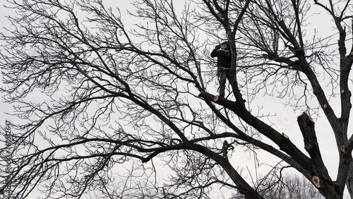 A professional arborist cuts a tree branch with a chainsaw in winter. A man on insurance with a helmet, cuffs. Vertical photo