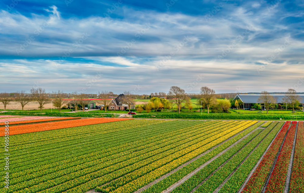 Flower fields in The Netherlands.