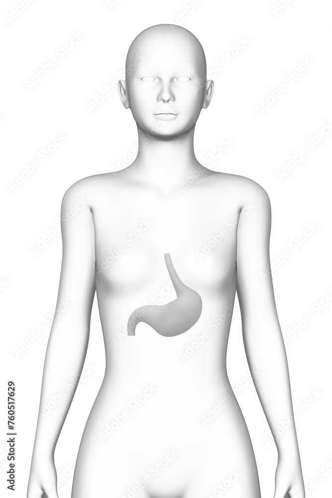 stomach, female human body, organ, medical science
stomach, female human body, organ, medical science