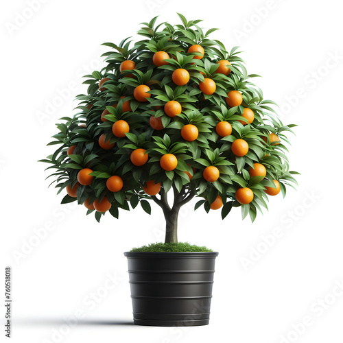 Calamondin Orange Tree in black pot, isolated on a white background