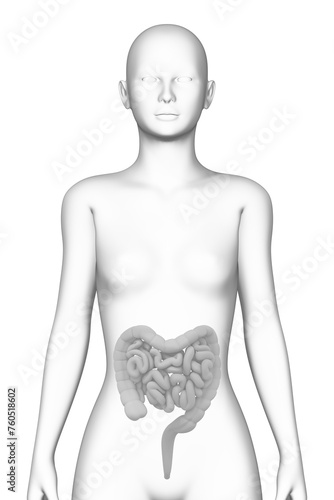 intestine, female human body, organ, medical science