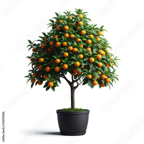Calamondin Orange Tree in black pot, isolated on a white background