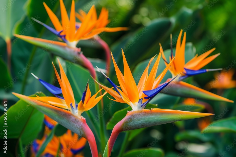 Fototapeta premium tropical bird of paradise flowers and palm leaves
