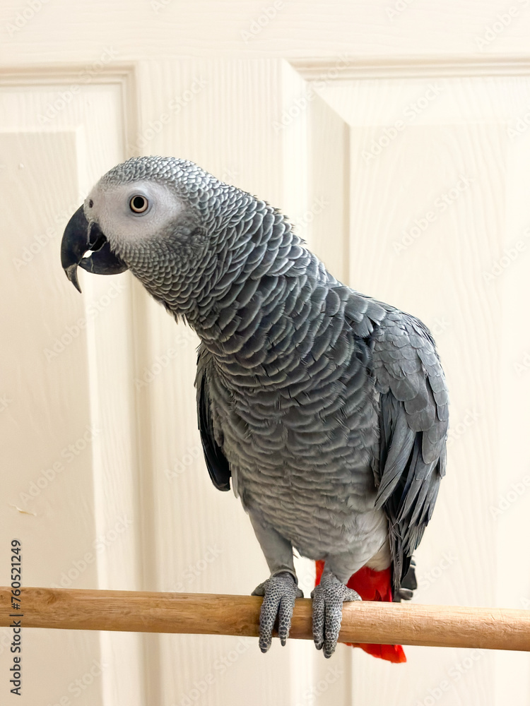 Fototapeta premium A beautiful animal portrait of an African Grey Parrot - A Psittacus Erithacus