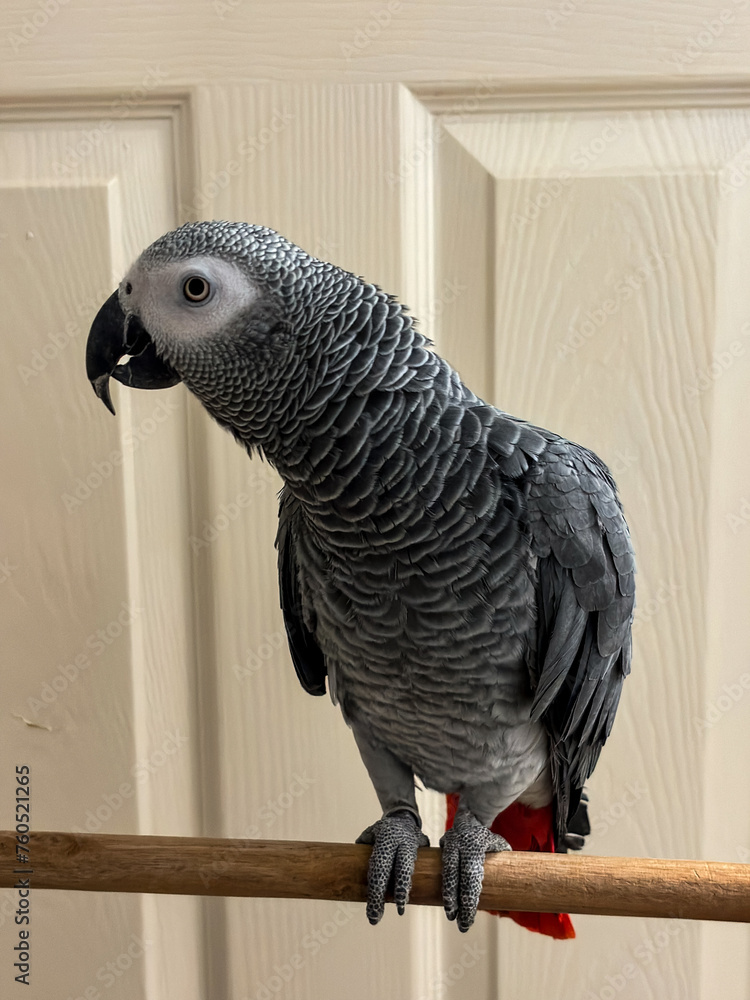 Fototapeta premium A beautiful animal portrait of an African Grey Parrot - A Psittacus Erithacus