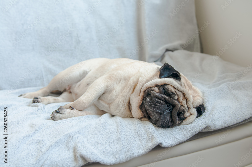 Funny pug sleeping on the couch at home