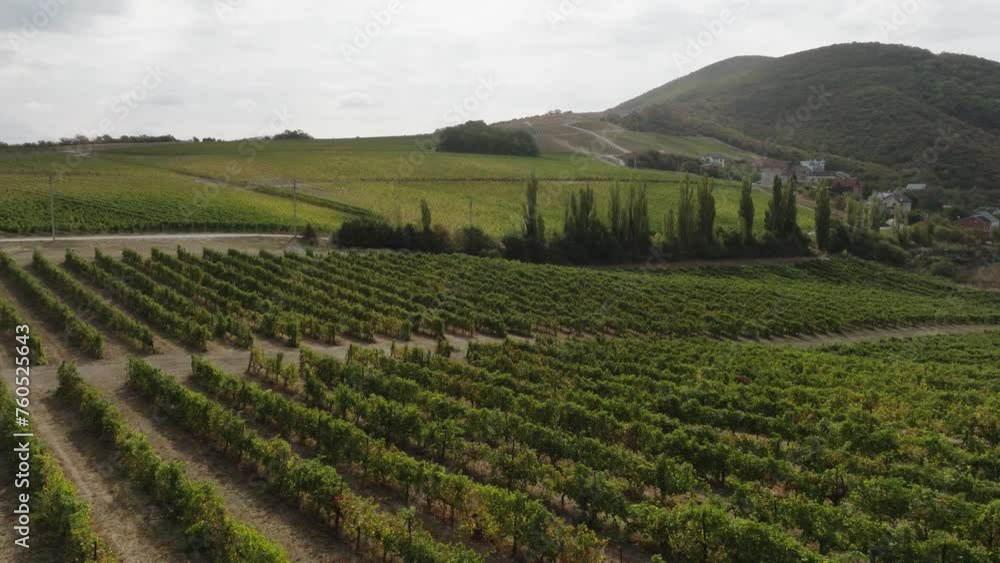 Beautiful landscape of vineyards and grape terroirs of a private agricultural winery in the Italian highlands. Drone Beautiful landscape of vineyards and grape terroirs of a private agricultural winery in the Italian highlands. Drone