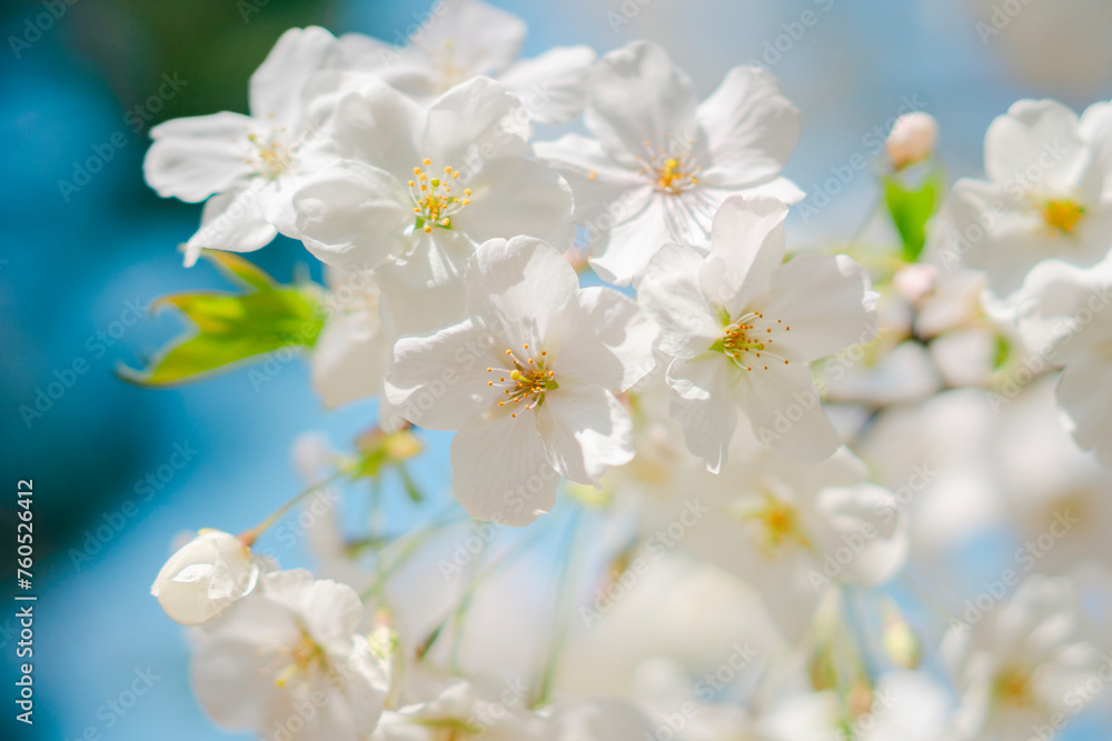 東京の公園に咲く美しい桜の花