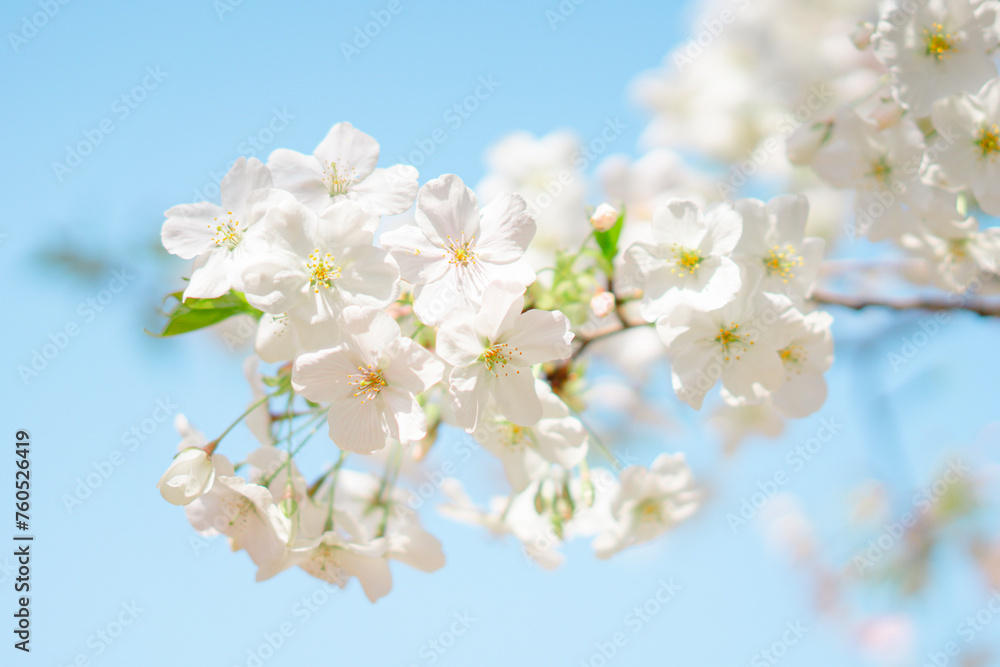 東京の公園に咲く美しい桜の花 東京の公園に咲く美しい桜の花
