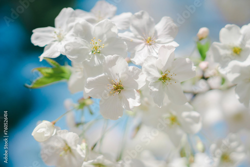 Fototapeta Naklejka Na Ścianę i Meble -  東京の公園に咲く美しい桜の花