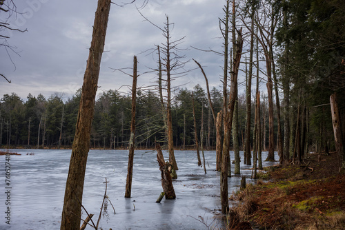 Принти на полотні The Woodbourne Forest and Wildlife Preserve covers 648 acres just south of Montr