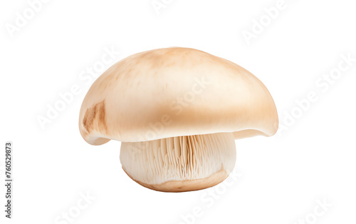 a mushroom on a white background