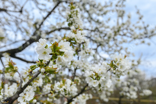 Cherry blossom branch in the garden in spring 