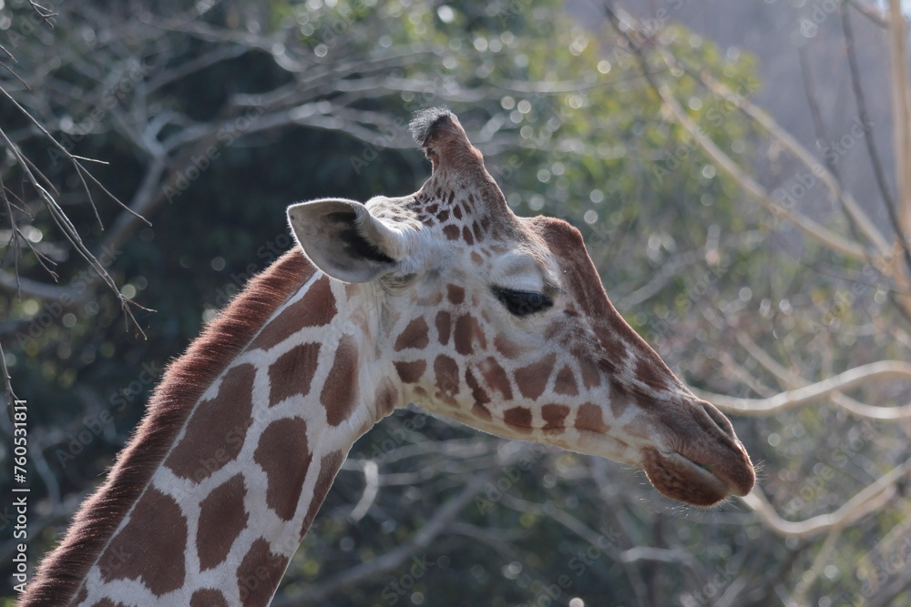 Obraz premium キリン