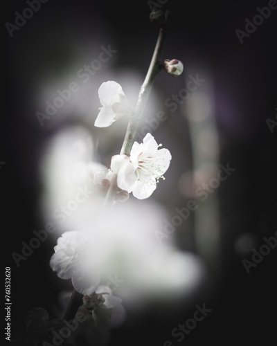 梅