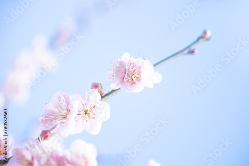 梅