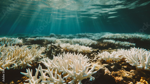 Underwater view of coral reef with sunlight. Tropical underwater background.