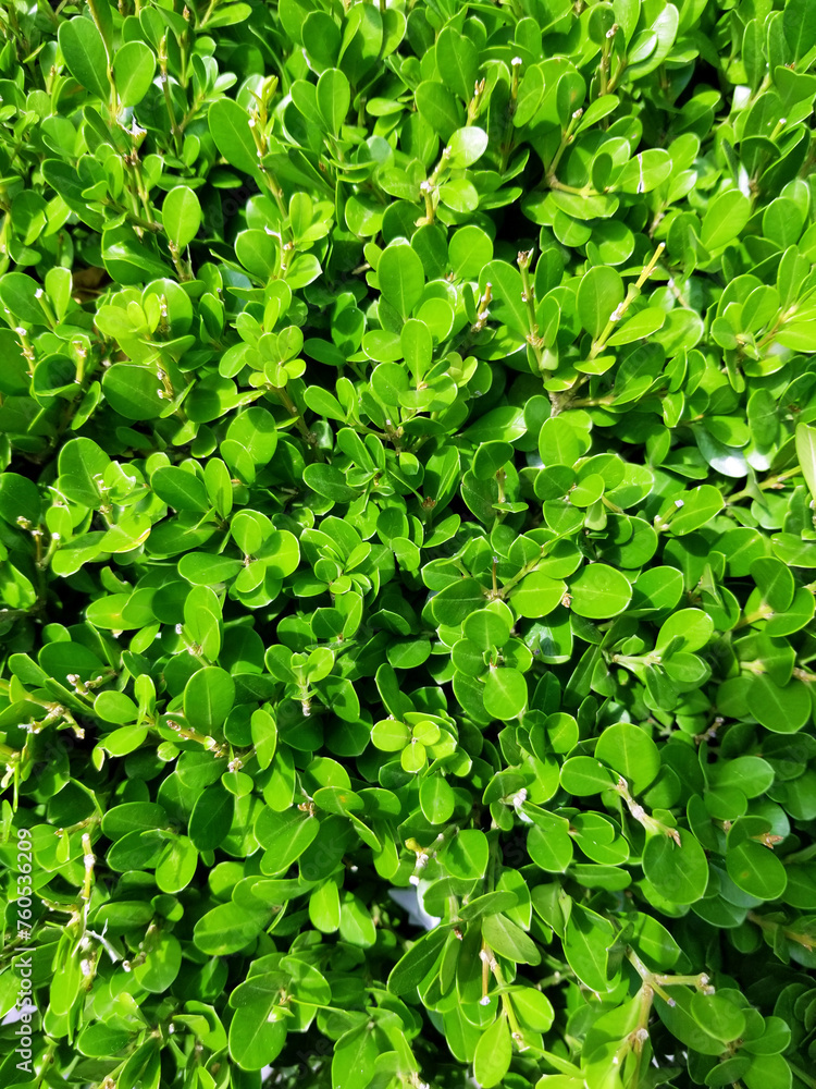 Obraz premium Green tea plant in black sea