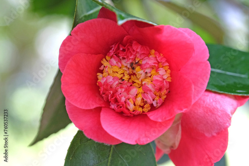 Pink and yellow double Camellia japonica 'Akashigata' in flower.