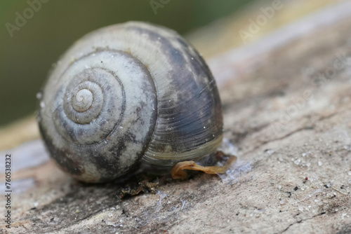 Closeup on a Kentish garden Snail , Monacha cantiana sitting on wood