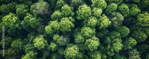 Forest Top View in summer