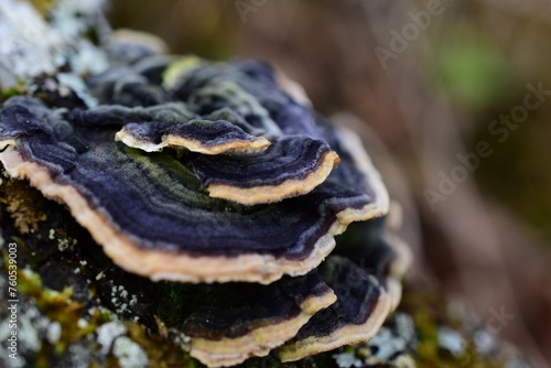 Schmetterlingstramete, Trametes versicolor, makro