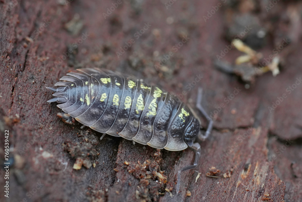 Closeup on a nice colored Common shiny woodlouse, Oniscus asellus sitting on wood Closeup on a nice colored Common shiny woodlouse, Oniscus asellus sitting on wood