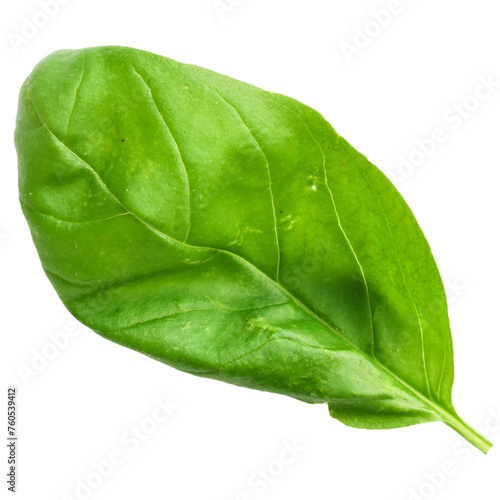 Realistic fresh green basil leaf isolated on transparent background , suitable element for scenes project.