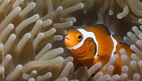 A Lone Clownfish Exploring The Intricate Details O
