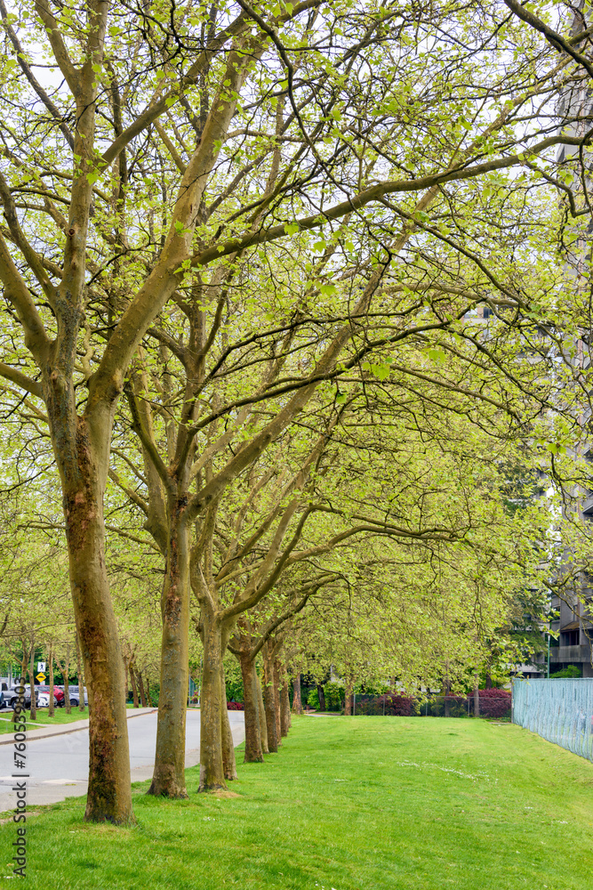 Naklejka premium Green lawn and trees coming into leaves along the road