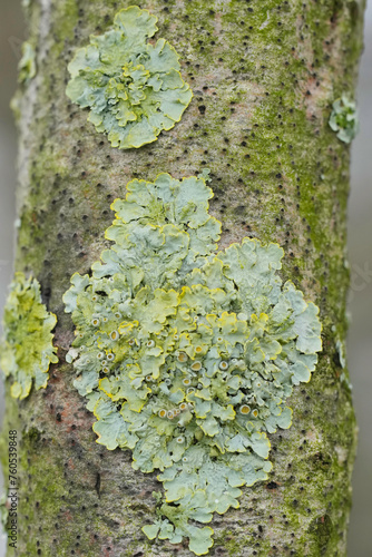 Vertical closeup on a common orange lichen , Xanthoria parietina on a branch photo