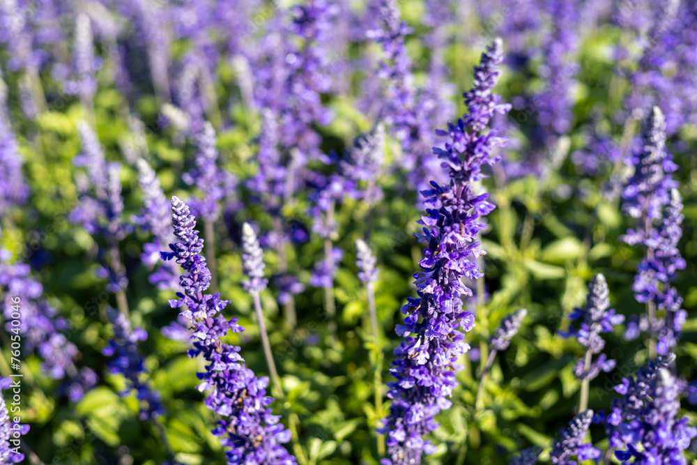 Selective focus salvia blue giantflowers in the experimental plant plot green trunk and leaves Selective focus salvia blue giantflowers in the experimental plant plot green trunk and leaves