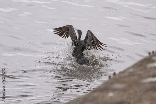 Cormorant landing on water