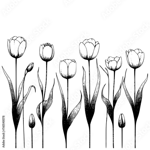 illustration of tulip flowers #760540078